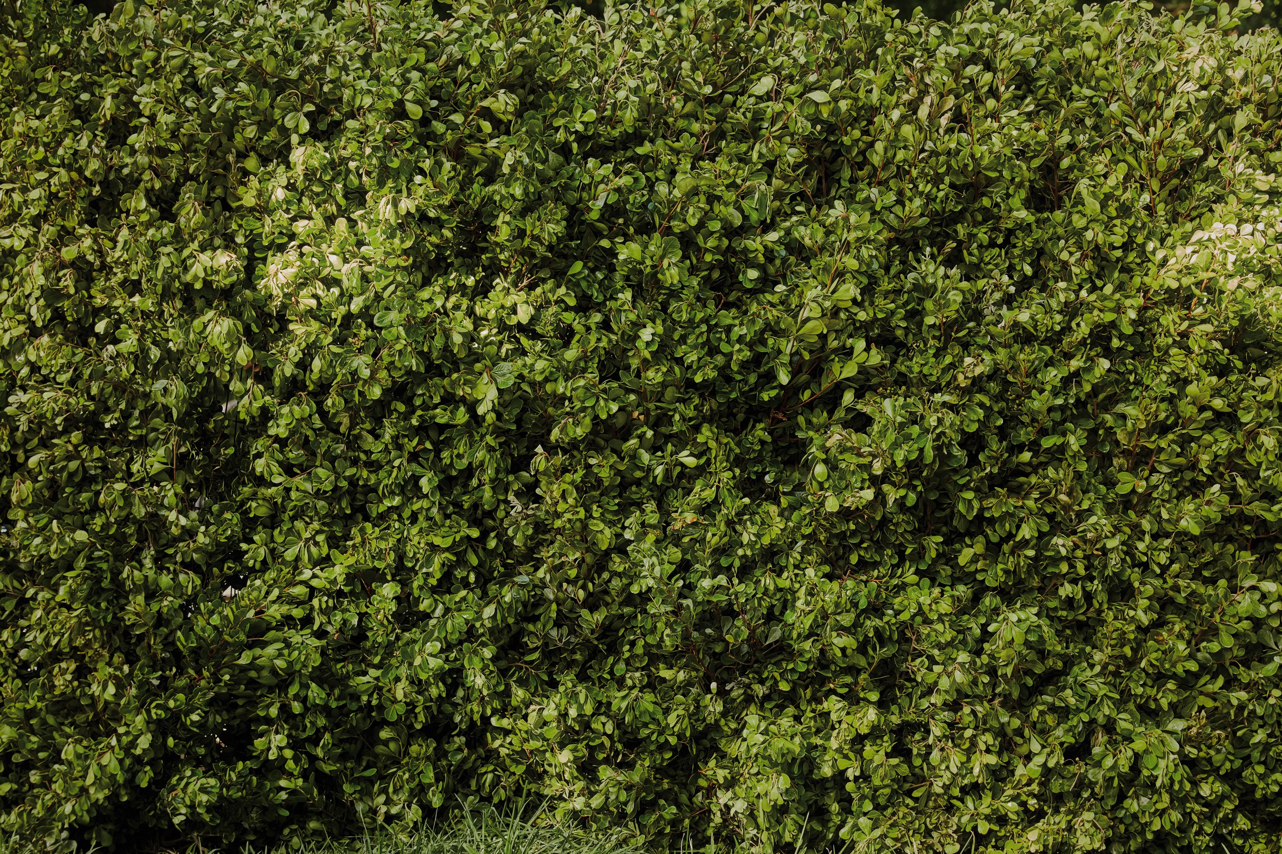 hedge background 